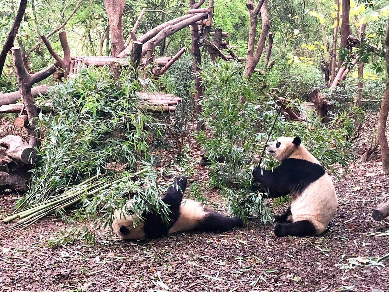 Visiting the Chengdu Analysis Base of Large Panda Breeding