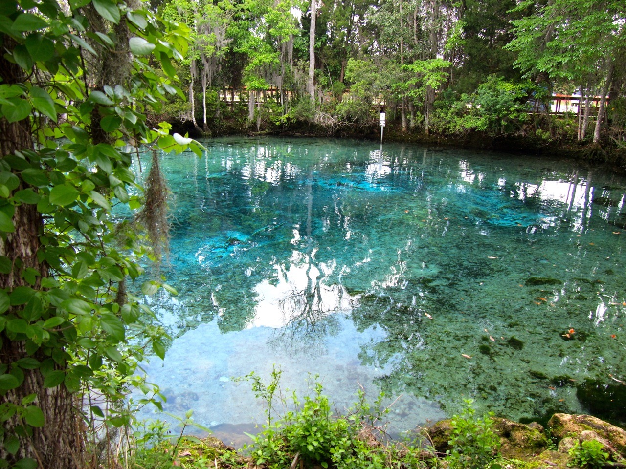 5 Cool Issues to Do in Crystal River, Florida (Manatees & Extra!)