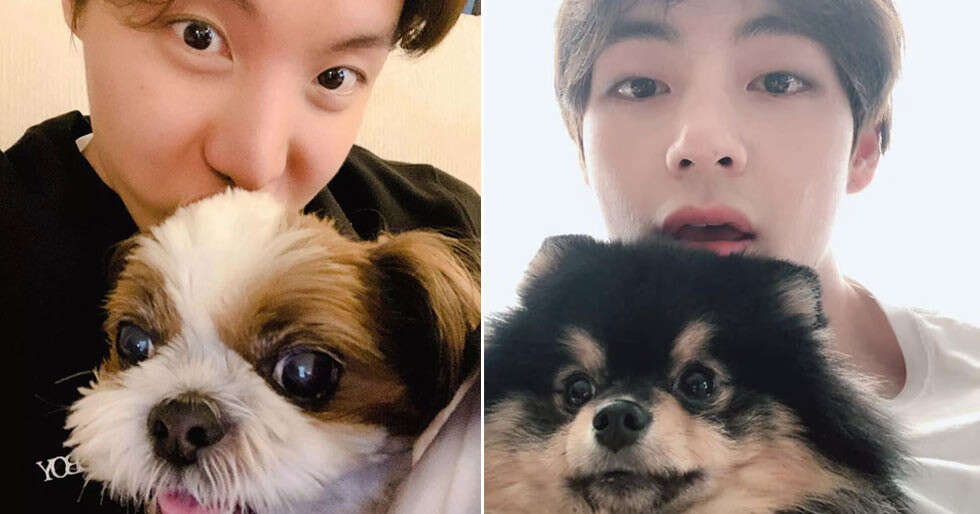 PHOTOS: BTS members being cute with their pets