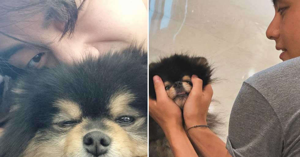 BTS’ Kim Taehyung’s canine Yeontan passes away